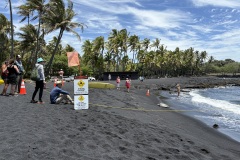 Turtles on the black sand beach