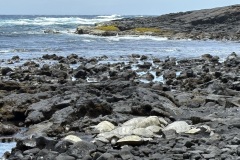 Honu - Green Sea Turtles