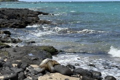 Honu Green Sea Turtle
