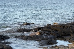 Sea Lion