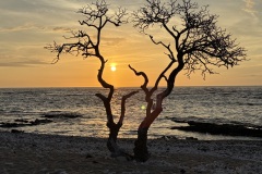 Hawaiian sunset with tree