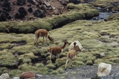 vicuna in Chile