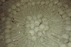catacombs of Lima